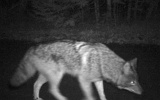 Coyote112309_2325hrs